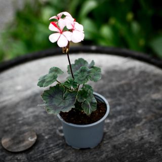 Pelargonium 'Duncan Eagles'