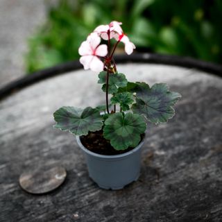 Pelargonium 'Duncan Eagles'