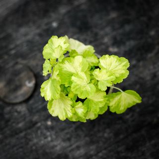 Pelargonium 'Sunspot Kleine Liebling'