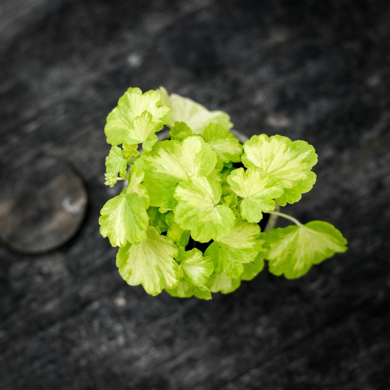 Pelargonium 'Sunspot Kleine Liebling' 8 cm