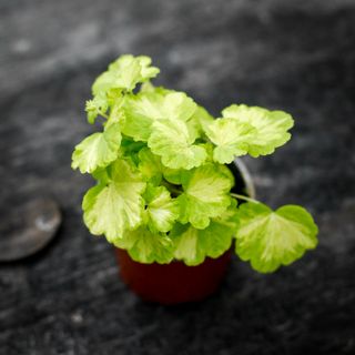Pelargonium 'Sunspot Kleine Liebling'