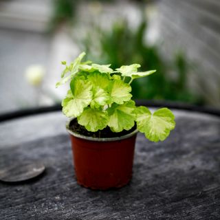 Pelargonium 'Sunspot Kleine Liebling'