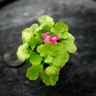 Pelargonium 'Sunspot Kleine Liebling'