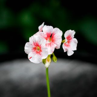 Pelargonium 'Odensjö Vivaldi'