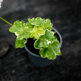 Pelargonium 'Odensjö Vivaldi'
