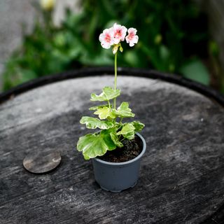 Pelargonium 'Odensjö Vivaldi'