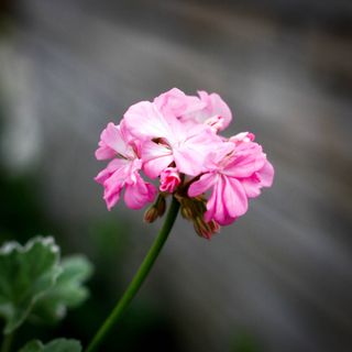 Pelargonium 'Kaisa Kallio'