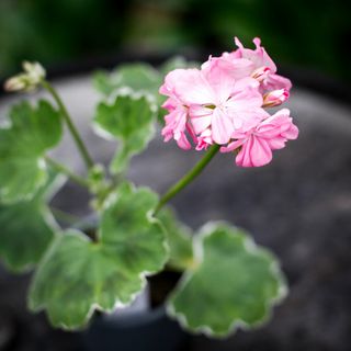 Pelargonium 'Kaisa Kallio'