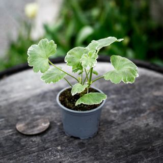 Pelargonium 'Kaisa Kallio'