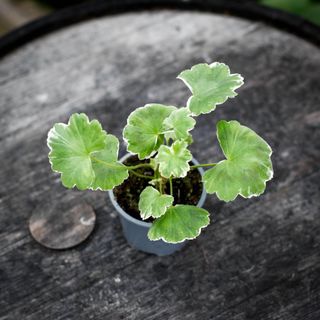 Pelargonium 'Kaisa Kallio'