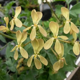 Pelargonium gibbosum