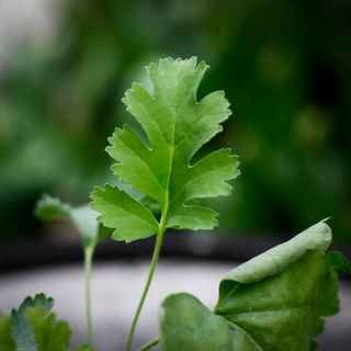 Pelargonium gibbosum