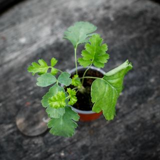 Pelargonium gibbosum