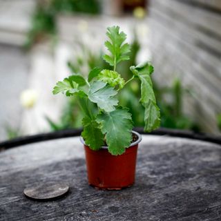 Pelargonium gibbosum
