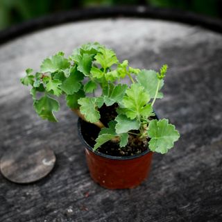 Pelargonium gibbosum 'Maroon'