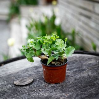 Pelargonium gibbosum 'Maroon'