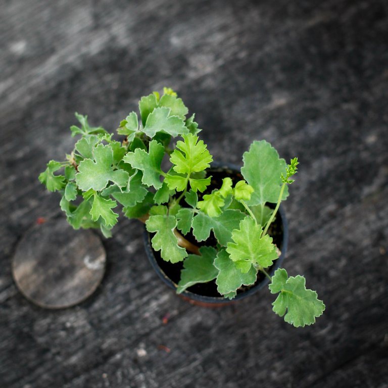 Pelargonium gibbosum 'Maroon' 8 cm