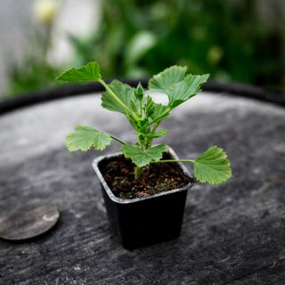 Pelargonium 'Lord Bute'