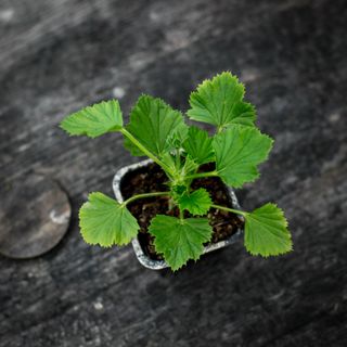 Pelargonium 'Lord Bute'