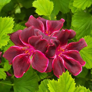 Pelargonium 'Lord Bute'