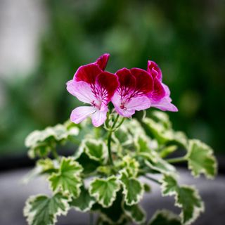 Pelargonium 'Oldbury Duet'