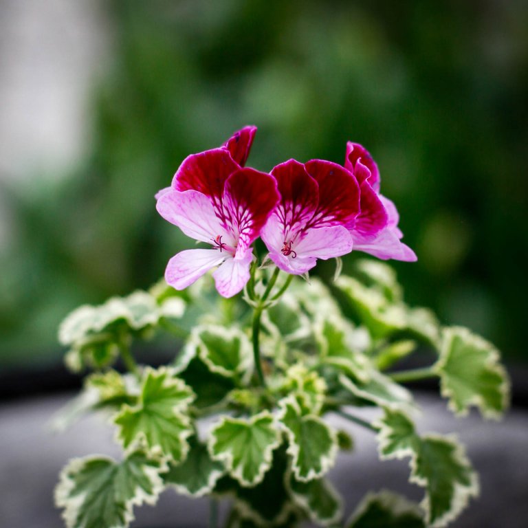 Pelargonium 'Oldbury Duet' 8 cm