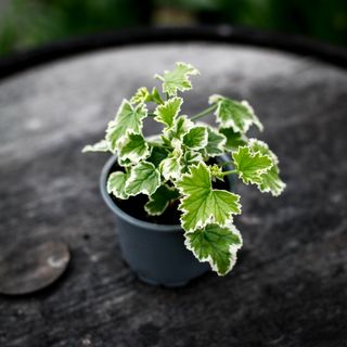 Pelargonium 'Oldbury Duet'