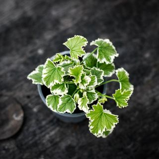 Pelargonium 'Oldbury Duet'
