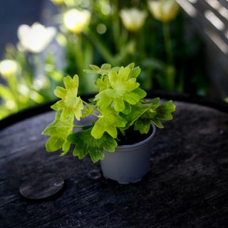 Pelargonium 'Staplers'