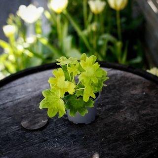 Pelargonium 'Staplers'