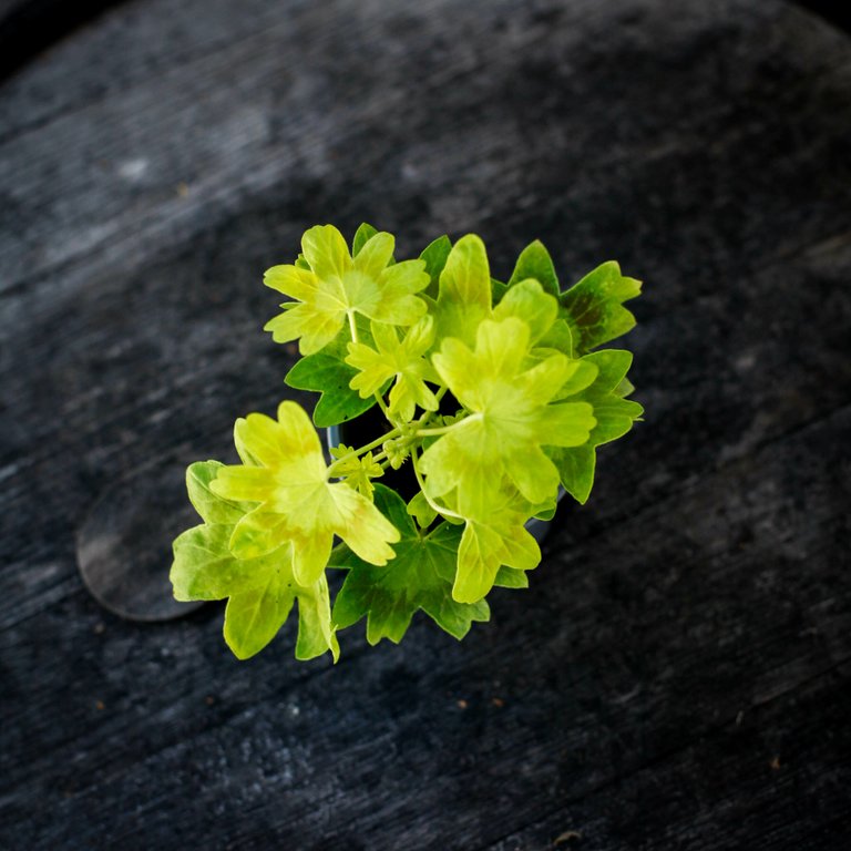 Pelargonium 'Staplers' 8 cm