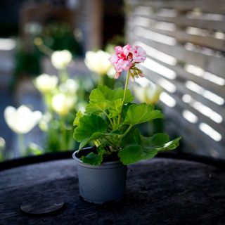 Pelargonium 'Odensjö Whisky and Wine'