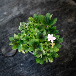 Pelargonium 'Rushmoor Bondi Blue'