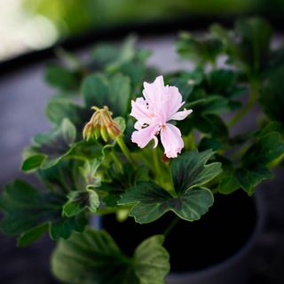 Pelargonium 'Rushmoor Bondi Blue'