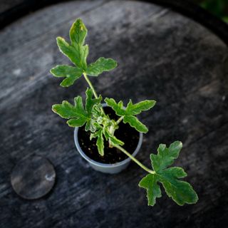 Pelargonium 'Rober's Lemon Rose'