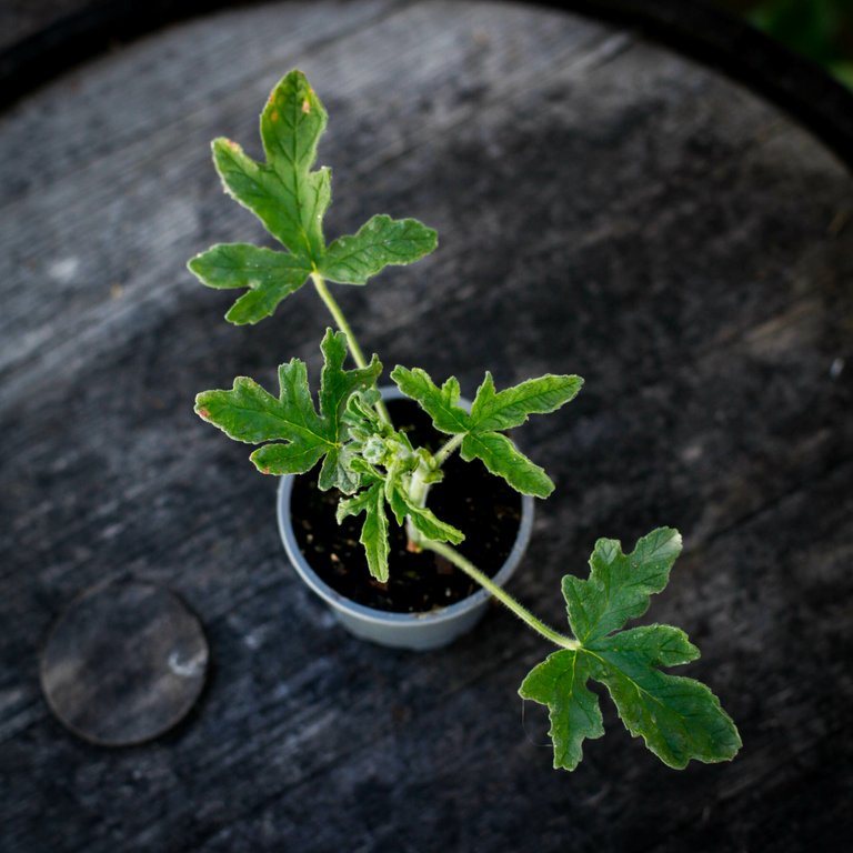 Pelargonium 'Rober's Lemon Rose' 8 cm