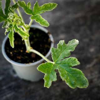 Pelargonium 'Rober's Lemon Rose'