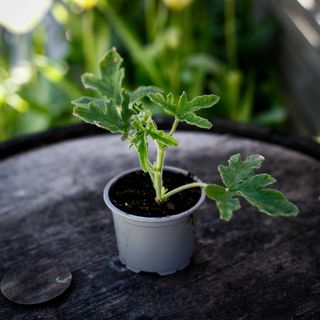 Pelargonium 'Rober's Lemon Rose'