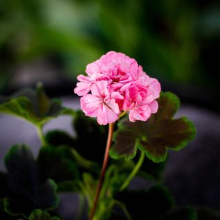Pelargonium 'Odensjö Black Mamba'