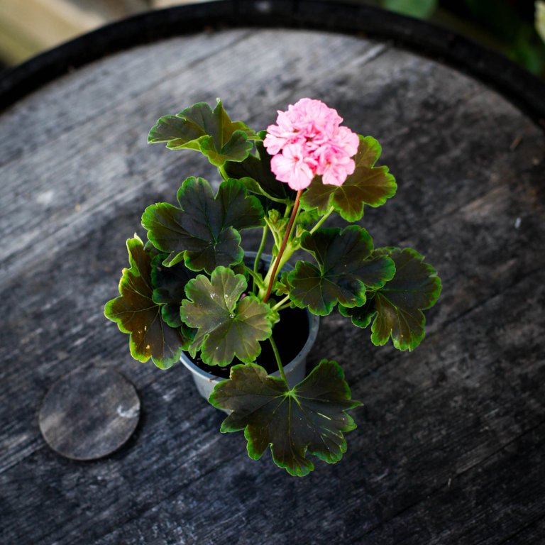 Pelargonium 'Odensjö Black Mamba' 8 cm