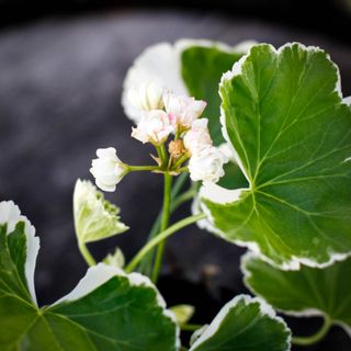 Pelargonium 'Ekebys Appleblossom'
