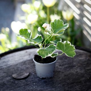 Pelargonium 'Ekebys Appleblossom'