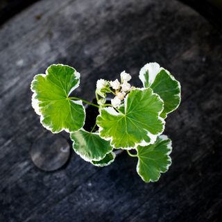 Pelargonium 'Ekebys Appleblossom'