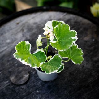 Pelargonium 'Ekebys Appleblossom'