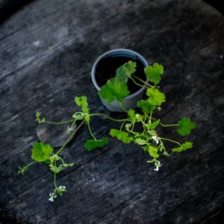 Pelargonium odoratissimum