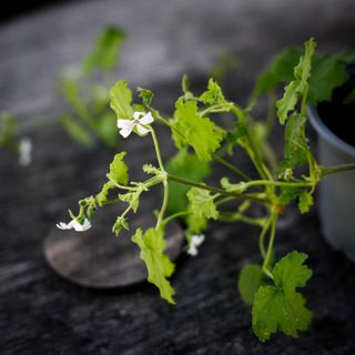 Pelargonium odoratissimum