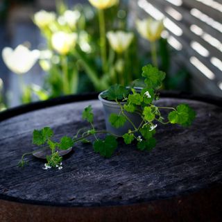 Pelargonium odoratissimum