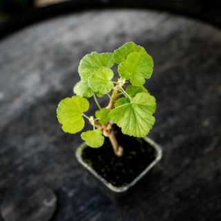 Pelargonium magenteum