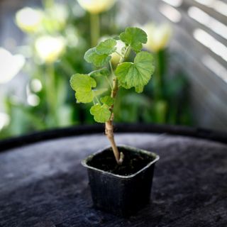 Pelargonium magenteum