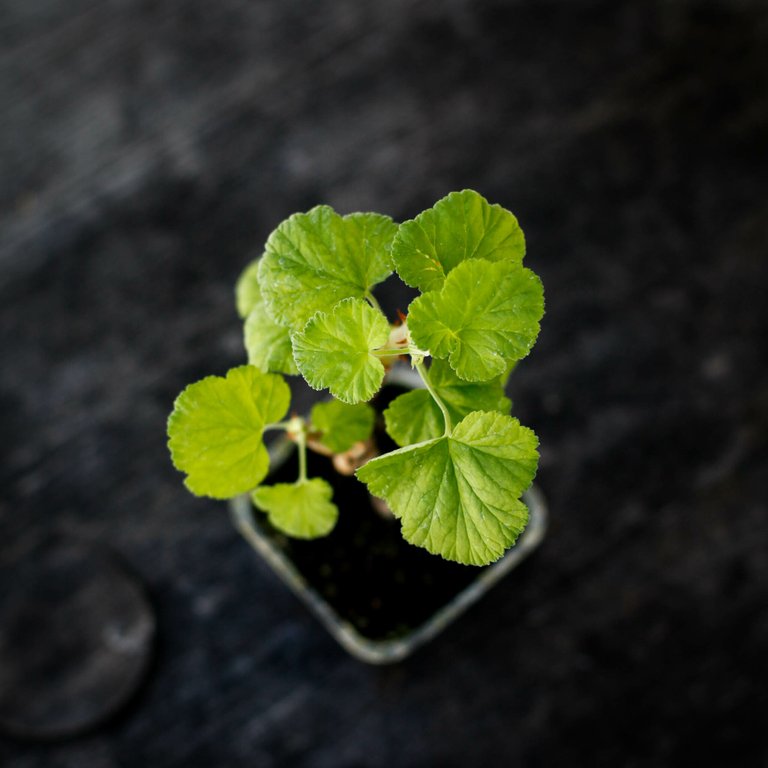 Pelargonium magenteum 8 cm